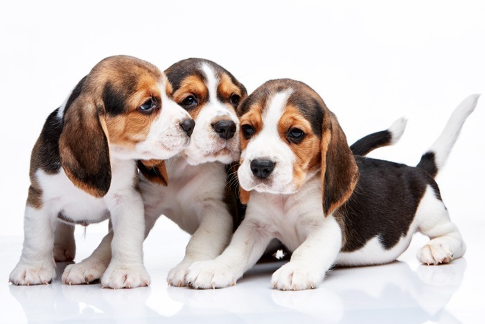 12037037 beagle puppies on white background